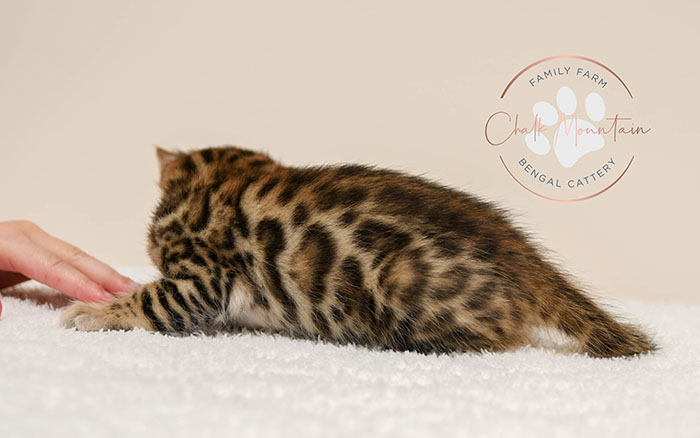 Bengal kitten for sale